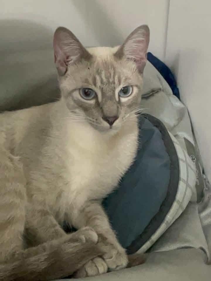 Snow, gato de porte médio para adoção em Bauru - SP