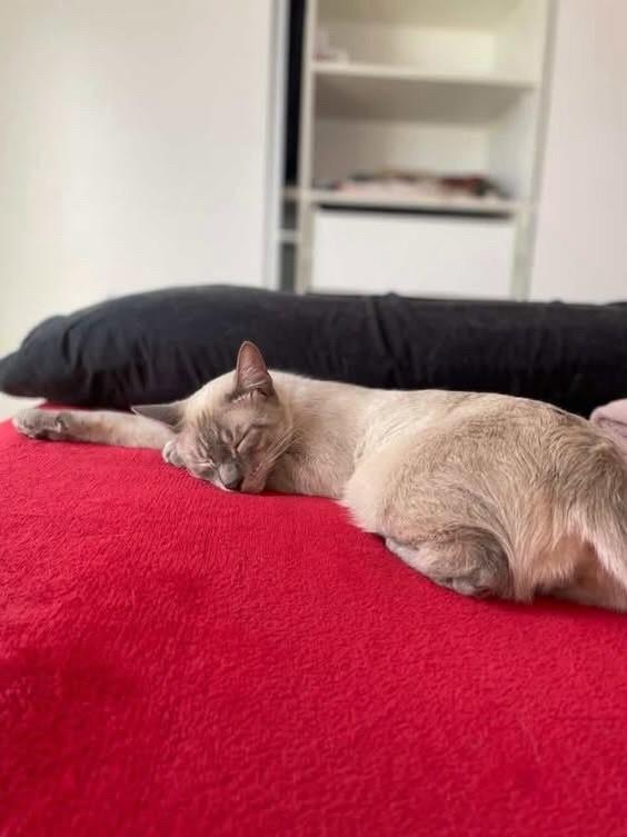 Snow, gato de porte médio para adoção em Bauru - SP — foto 2 de 2
