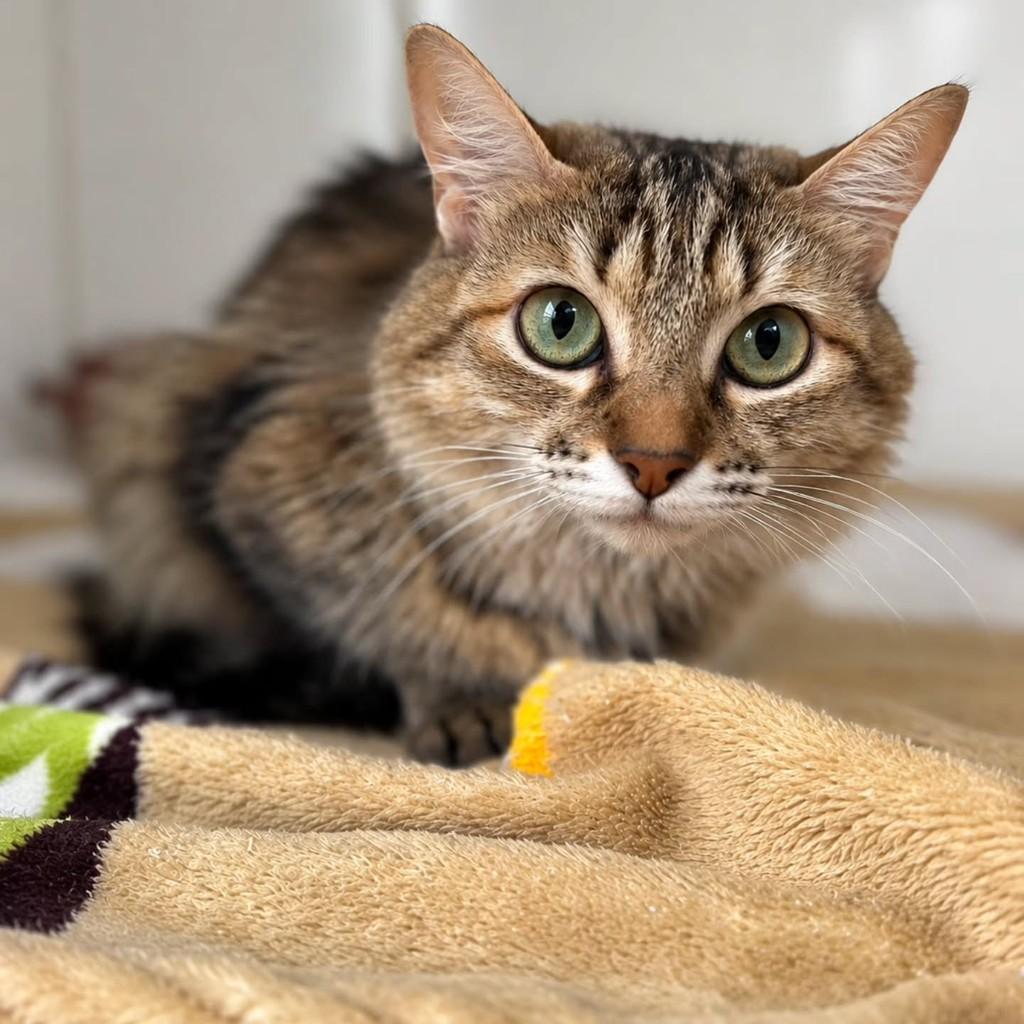 Luma, gata de porte médio para adoção em Bauru - SP — foto 2 de 6