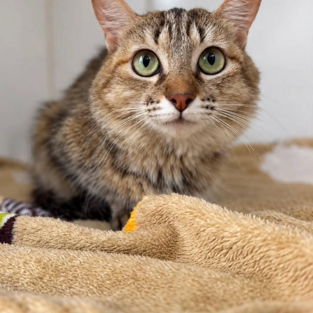 Luma, gata de porte médio para adoção em Bauru - SP — foto 5 de 6