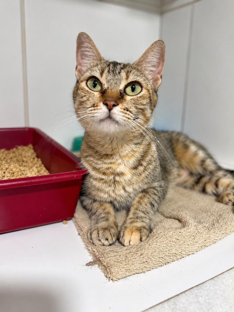 Fenty, gata de porte médio para adoção em Bauru - SP