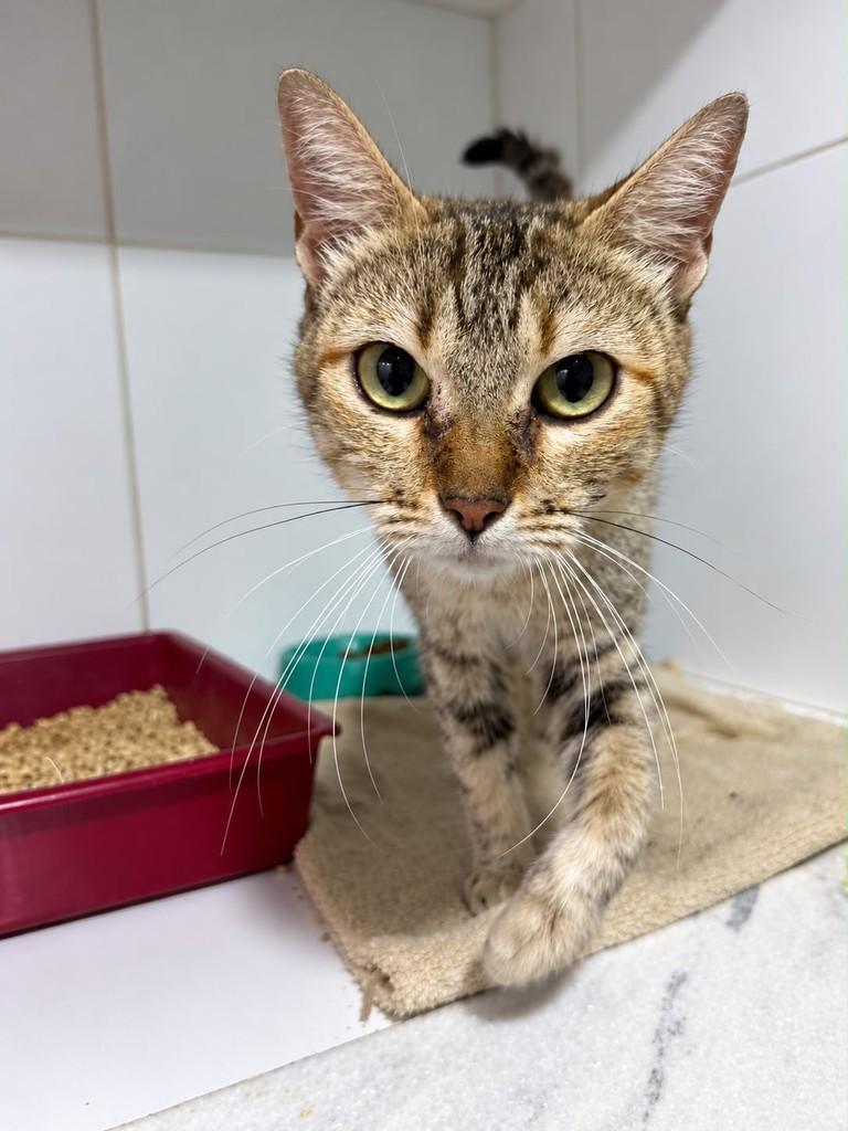 Fenty, gata de porte médio para adoção em Bauru - SP — foto 2 de 5