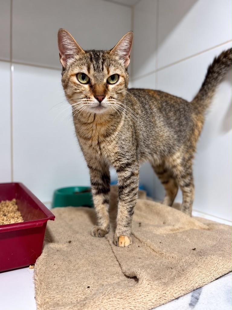 Fenty, gata de porte médio para adoção em Bauru - SP — foto 3 de 5