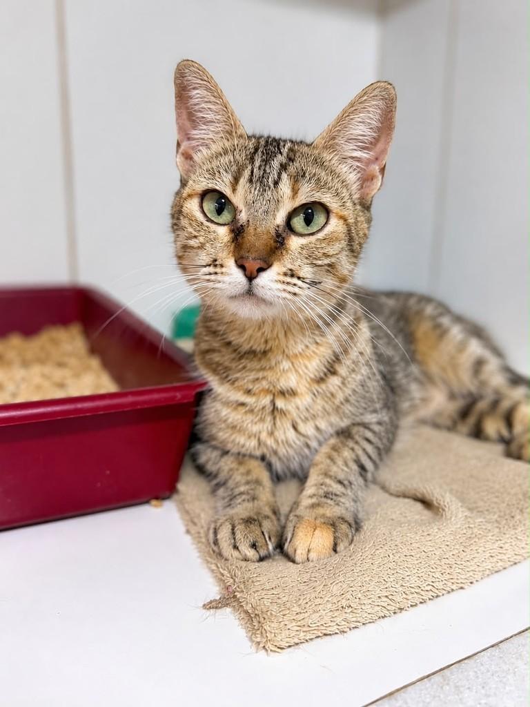 Fenty, gata de porte médio para adoção em Bauru - SP — foto 4 de 5
