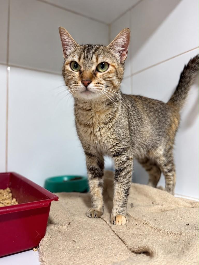 Fenty, gata de porte médio para adoção em Bauru - SP — foto 5 de 5