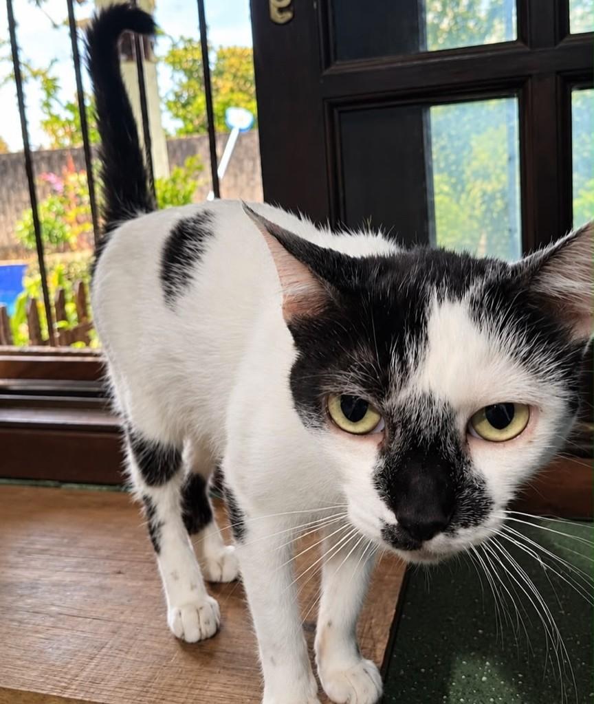 Rukia, gata de porte médio para adoção em Bauru - SP