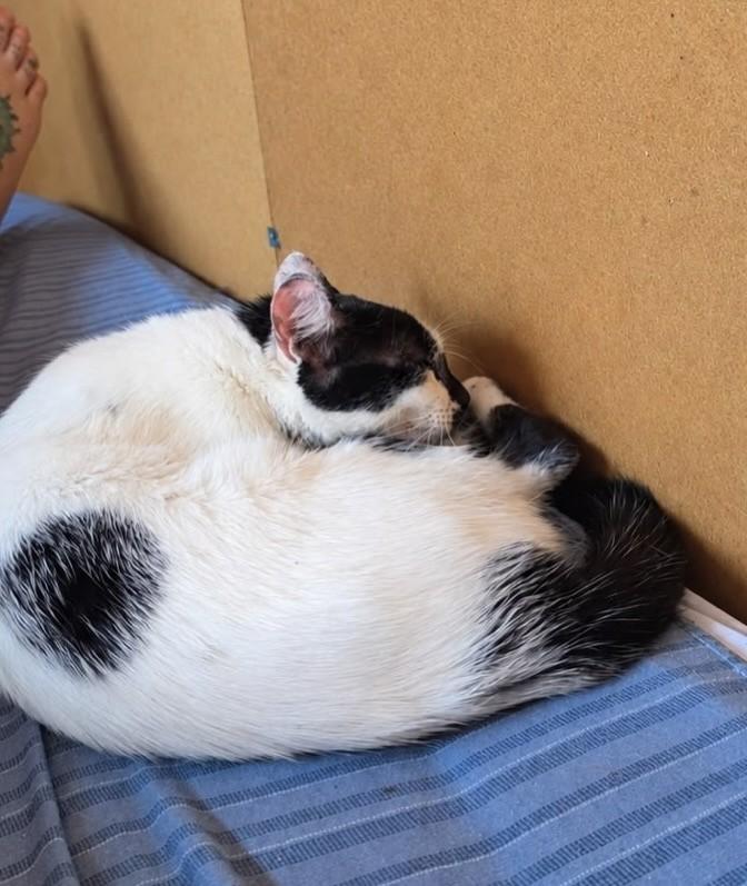 Rukia, gata de porte médio para adoção em Bauru - SP — foto 2 de 2