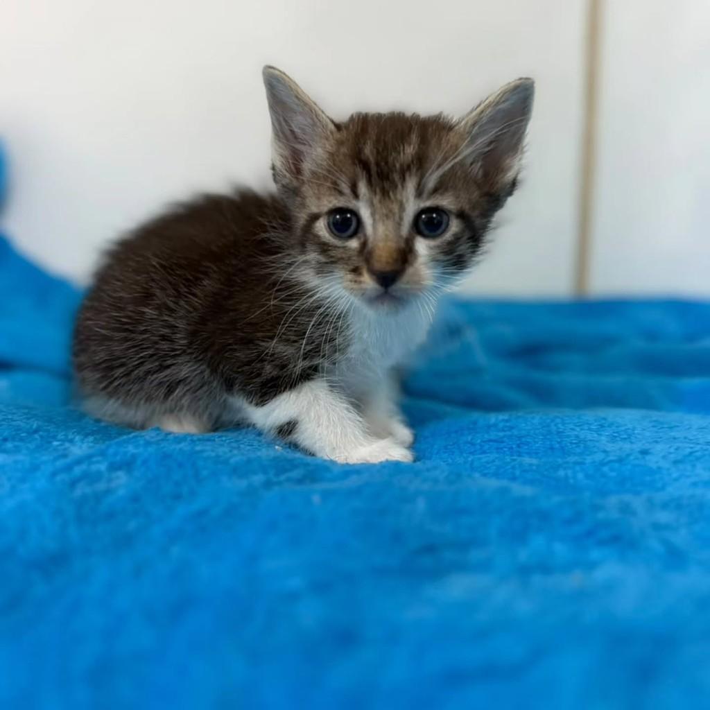Yves, gato de porte pequeno para adoção em Bauru - SP