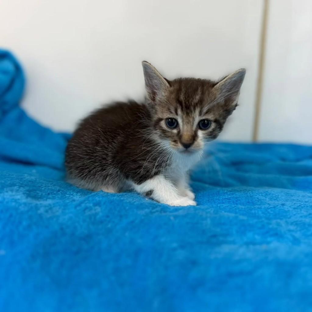 Yves, gato de porte pequeno para adoção em Bauru - SP — foto 2 de 4