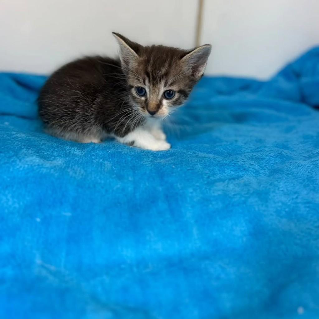 Yves, gato de porte pequeno para adoção em Bauru - SP — foto 3 de 4