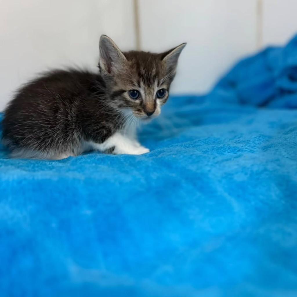 Yves, gato de porte pequeno para adoção em Bauru - SP — foto 4 de 4