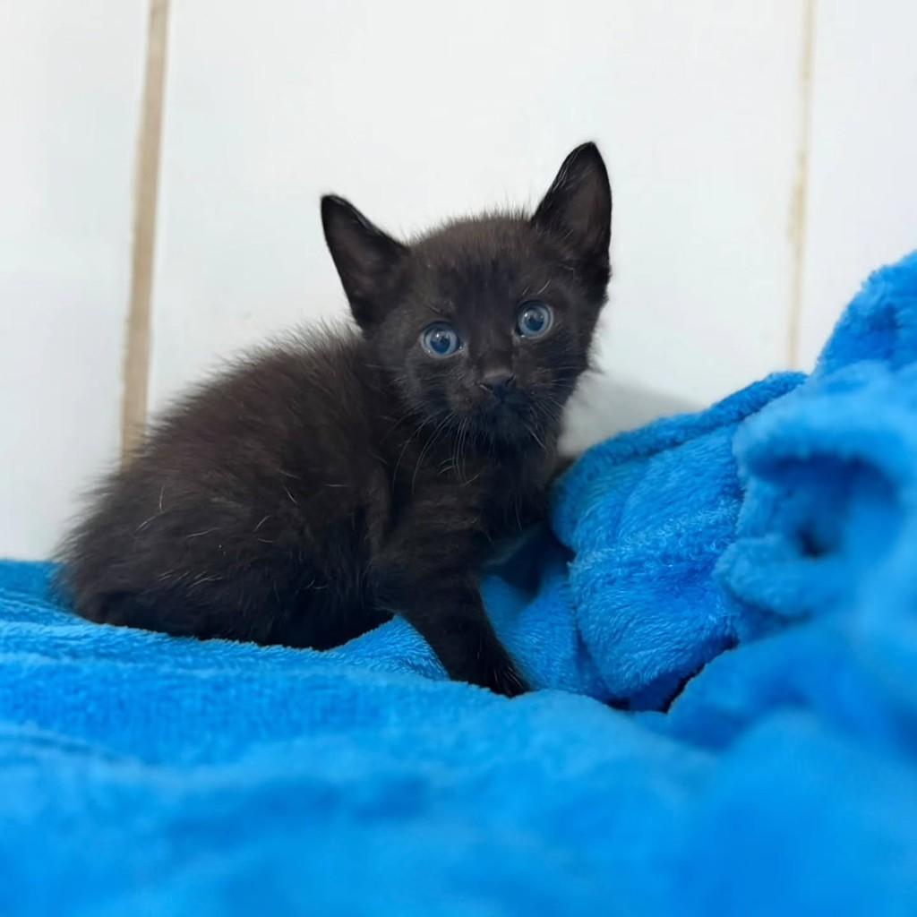 Dior, gato de porte pequeno para adoção em Bauru - SP
