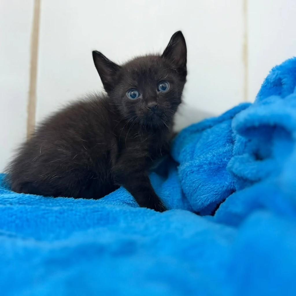 Dior, gato de porte pequeno para adoção em Bauru - SP — foto 2 de 3