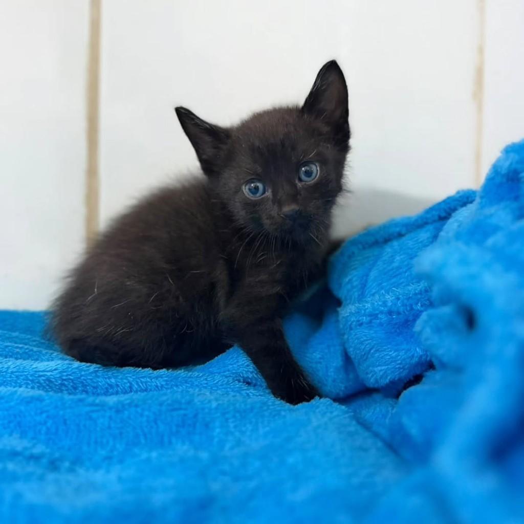 Dior, gato de porte pequeno para adoção em Bauru - SP — foto 3 de 3