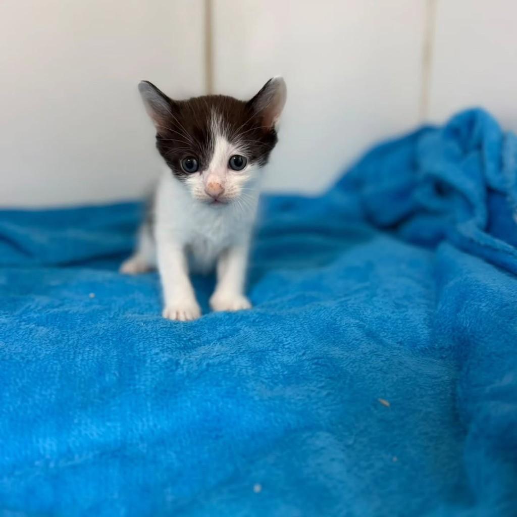 Calvin, gato de porte pequeno para adoção em Bauru - SP