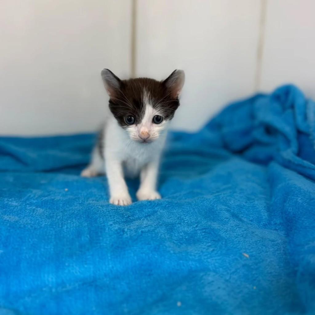 Calvin, gato de porte pequeno para adoção em Bauru - SP — foto 2 de 7