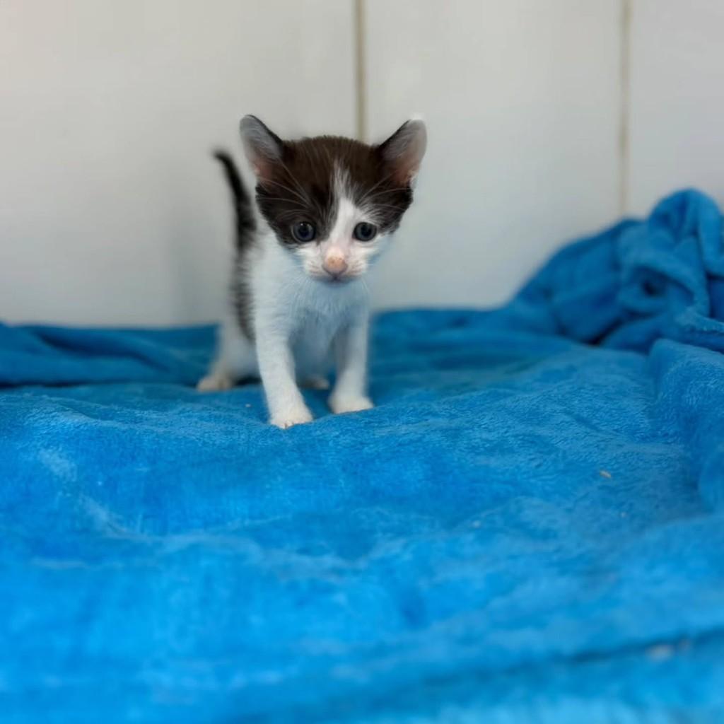 Calvin, gato de porte pequeno para adoção em Bauru - SP — foto 3 de 7