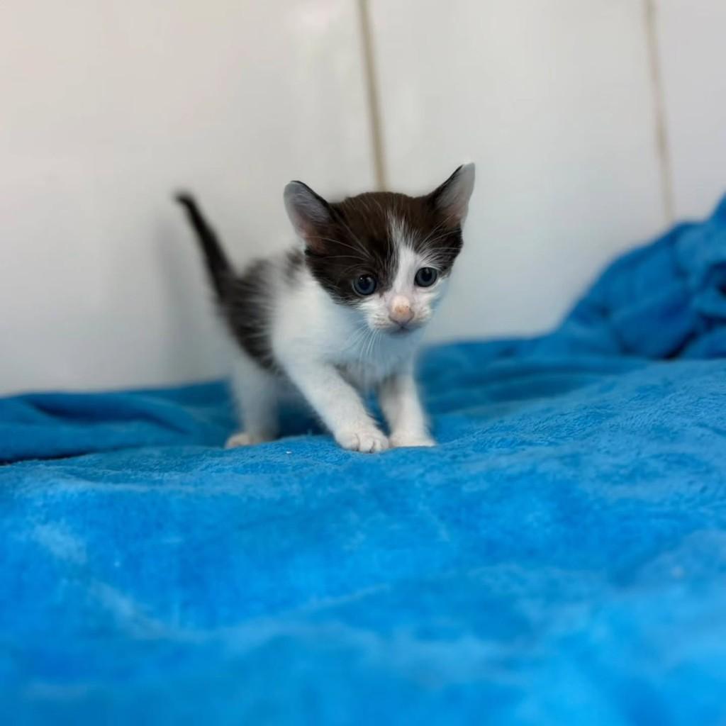 Calvin, gato de porte pequeno para adoção em Bauru - SP — foto 4 de 7