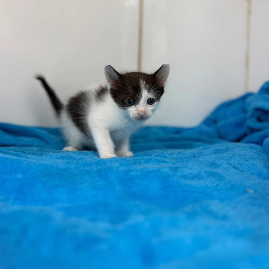Calvin, gato de porte pequeno para adoção em Bauru - SP — foto 5 de 7