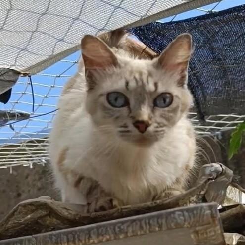 Safira, gata de porte médio para adoção em Bauru - SP