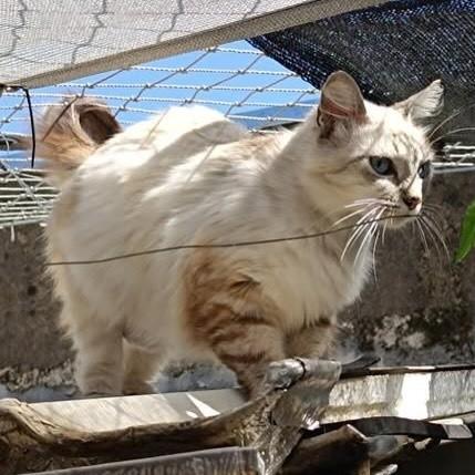 Safira, gata de porte médio para adoção em Bauru - SP — foto 2 de 2