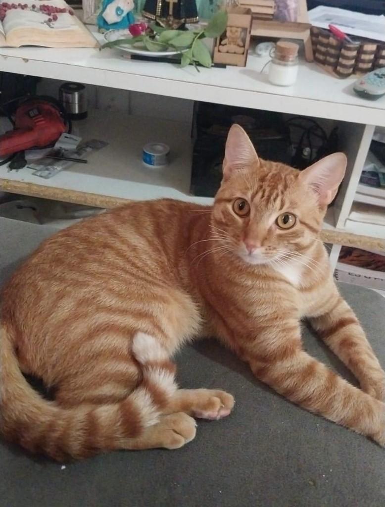 Frederico, gato de porte médio para adoção em Bauru - SP