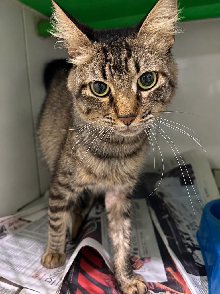 Princeso, gato de porte médio para adoção em Bauru - SP