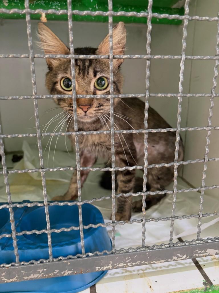 Princeso, gato de porte médio para adoção em Bauru - SP — foto 2 de 5