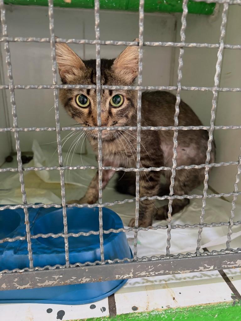 Princeso, gato de porte médio para adoção em Bauru - SP — foto 3 de 5