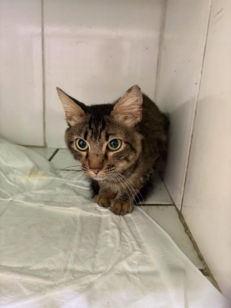 Princeso, gato de porte médio para adoção em Bauru - SP — foto 4 de 5