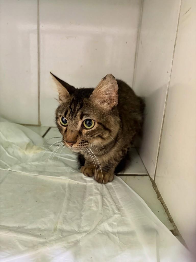 Princeso, gato de porte médio para adoção em Bauru - SP — foto 5 de 5
