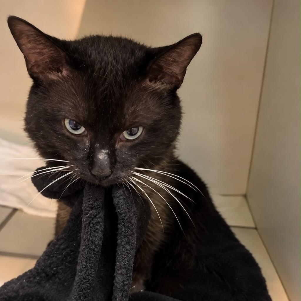 Rui, gato de porte pequeno para adoção em Bauru - SP — foto 2 de 4