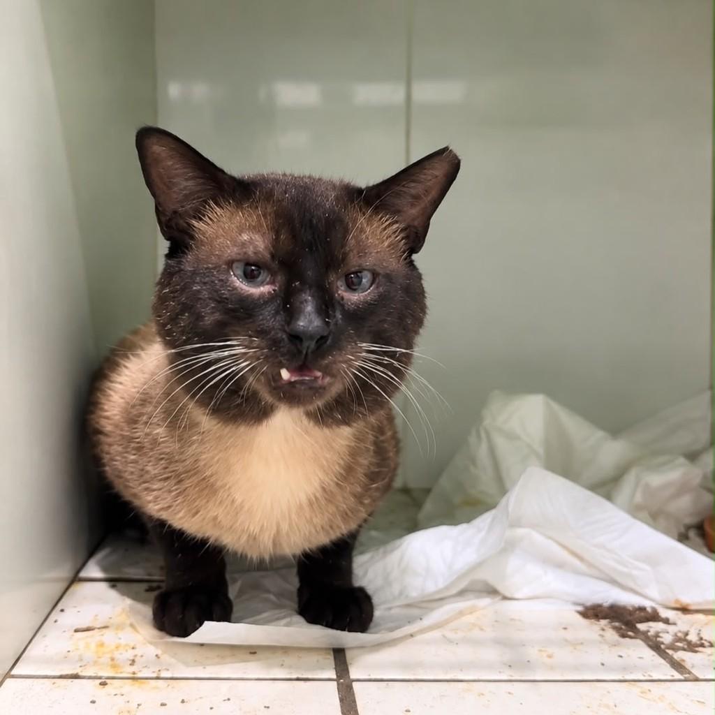 Rui, gato de porte pequeno para adoção em Bauru - SP — foto 4 de 4
