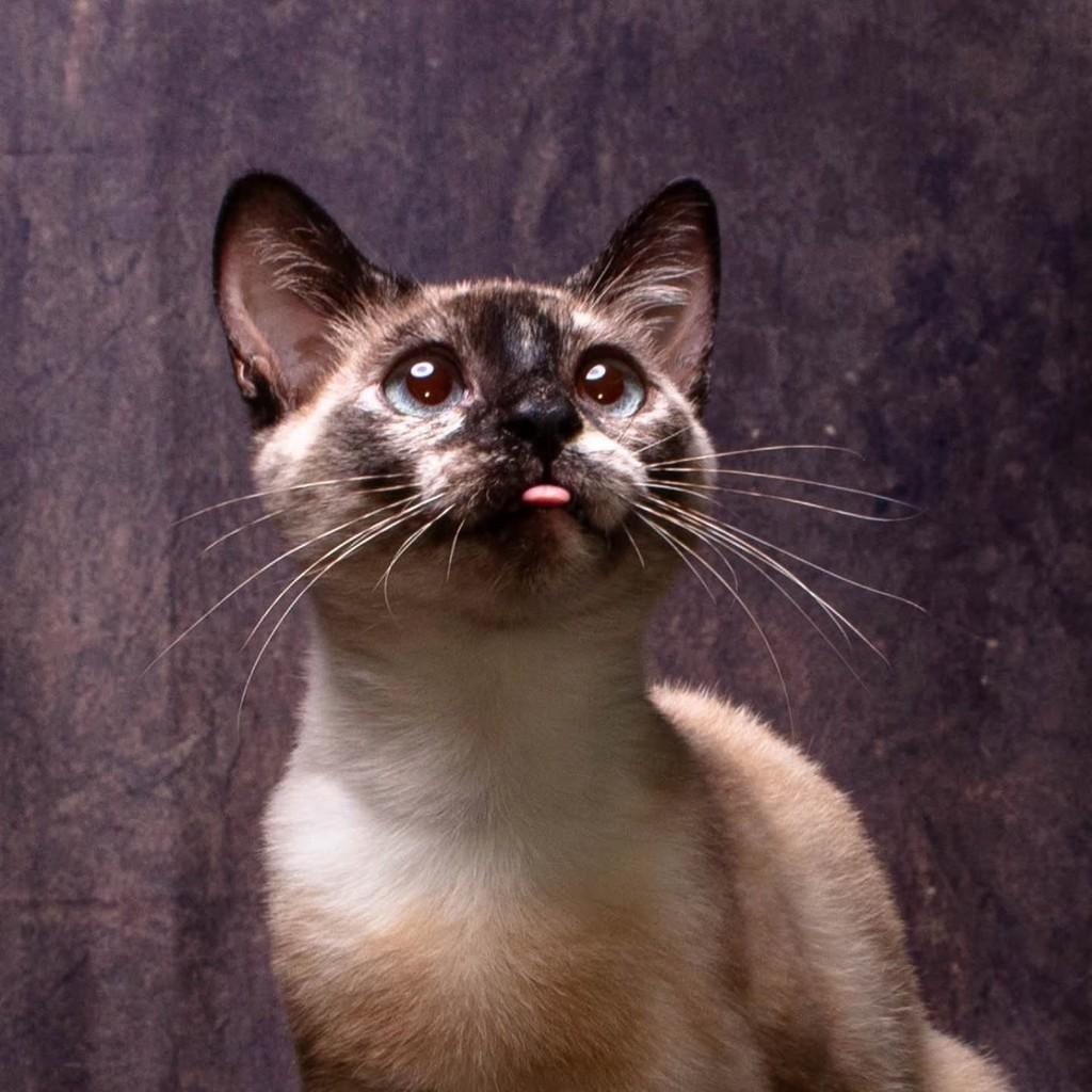 Mary Stuart, gata de porte pequeno para adoção em Bauru - SP
