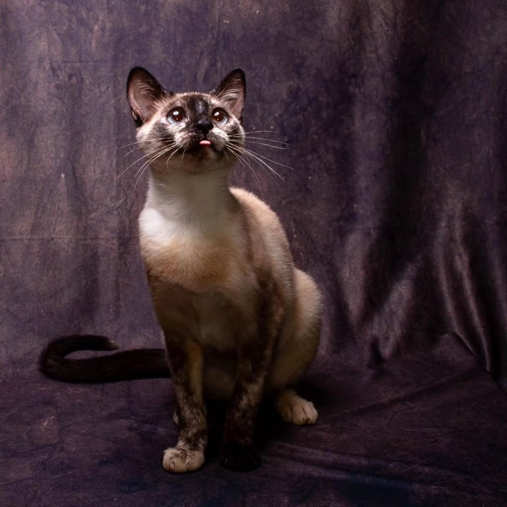 Mary Stuart, gata de porte pequeno para adoção em Bauru - SP — foto 2 de 6