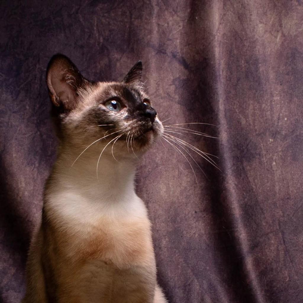 Mary Stuart, gata de porte pequeno para adoção em Bauru - SP — foto 3 de 6