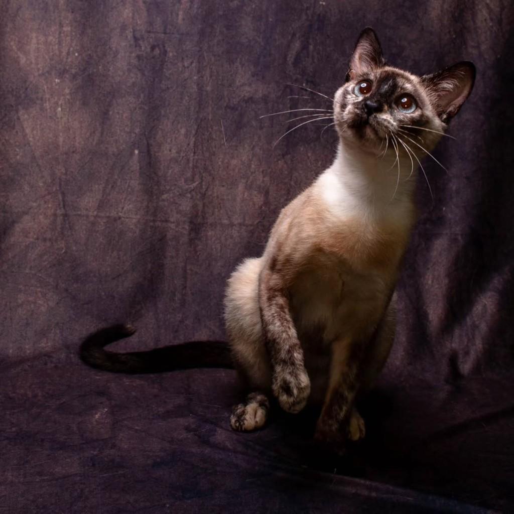 Mary Stuart, gata de porte pequeno para adoção em Bauru - SP — foto 4 de 6