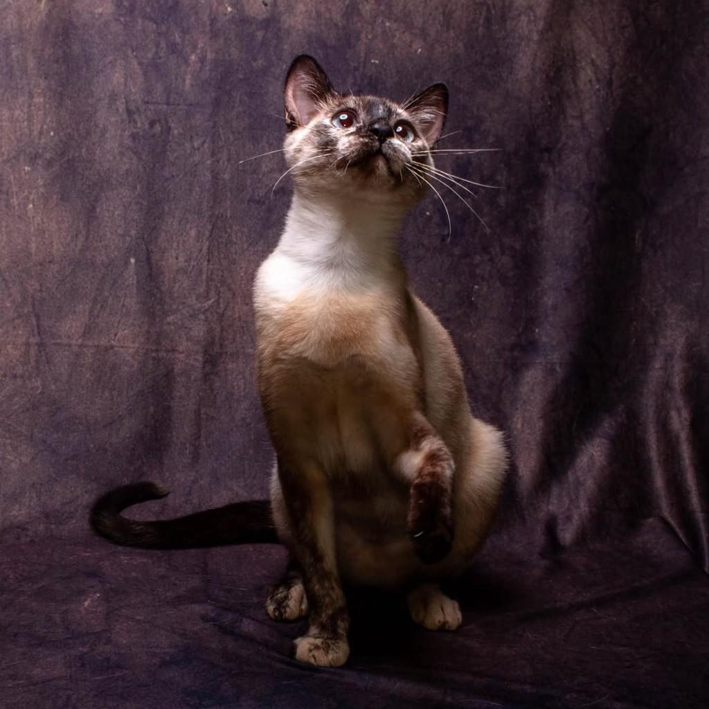 Mary Stuart, gata de porte pequeno para adoção em Bauru - SP — foto 5 de 6