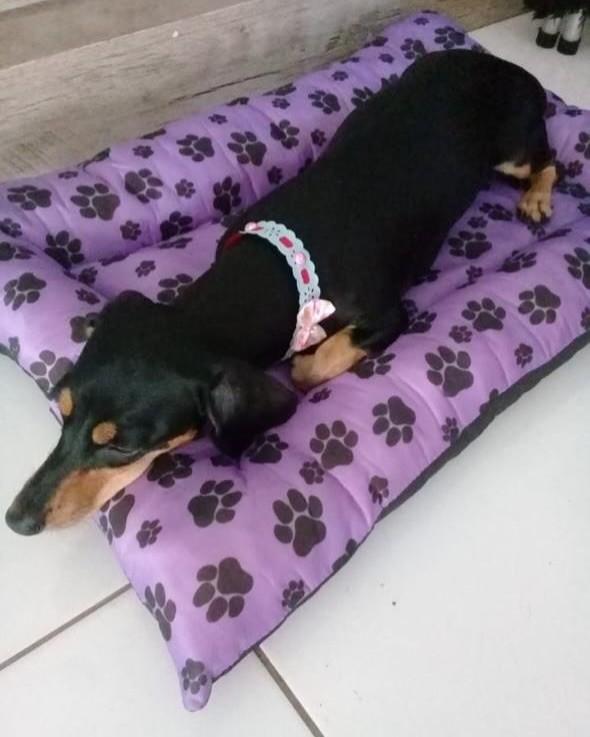 Aloy, cachorro de porte pequeno para adoção em Salvador - BA