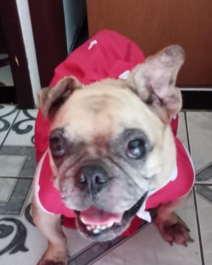 Ofélia, cachorro de porte pequeno para adoção em Salvador - BA
