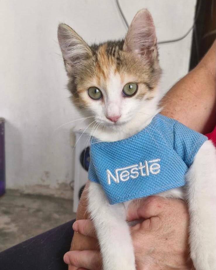 Kitty Cat, gato de porte pequeno para adoção em Salvador - BA