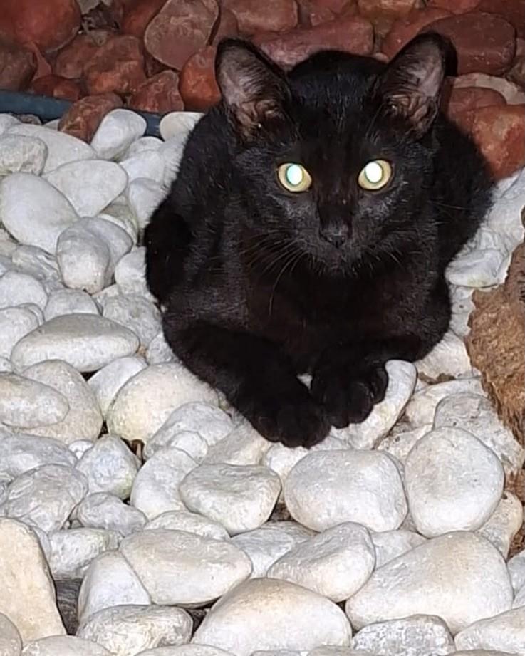 Preto, gato de porte pequeno para adoção em Salvador - BA
