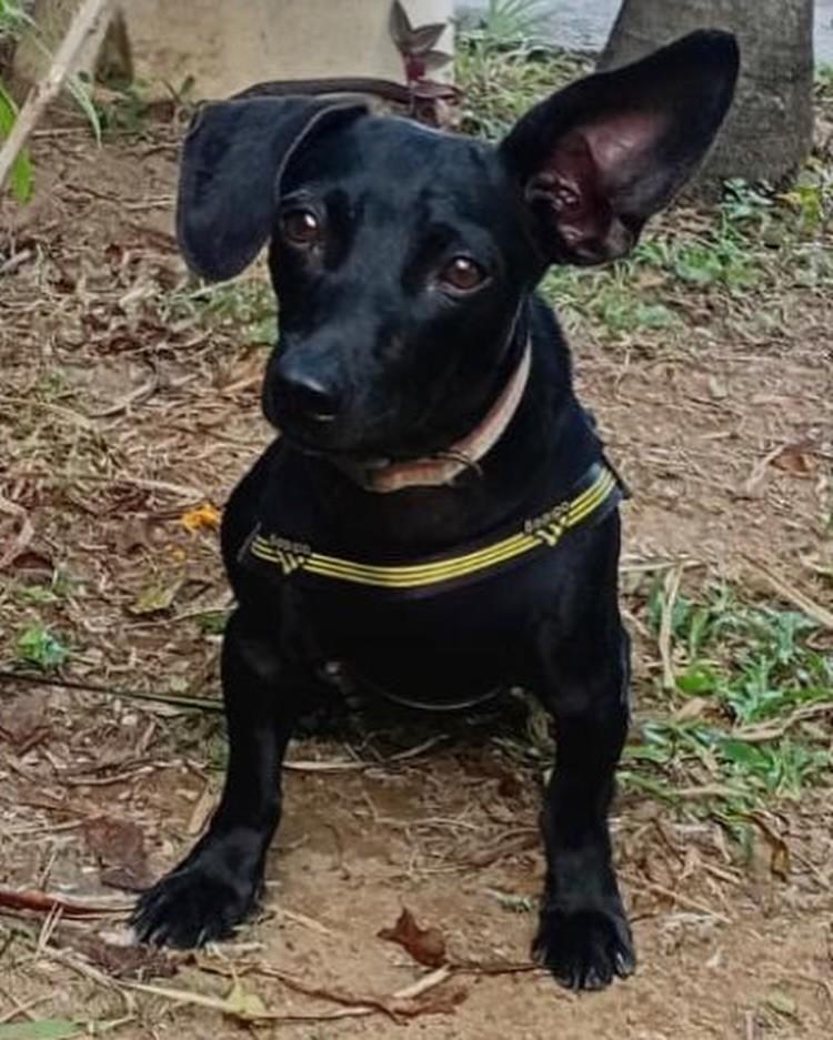Gaia, cachorro de porte pequeno para adoção em Salvador - BA