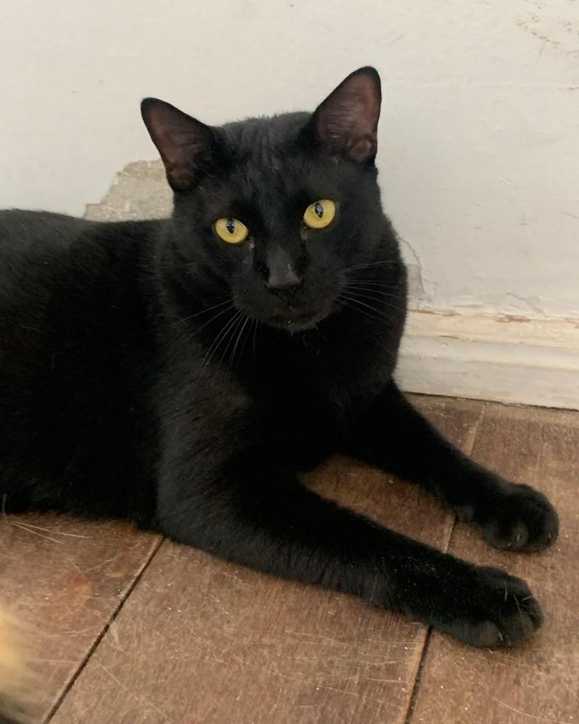 Zulu, gato de porte médio para adoção em Salvador - BA