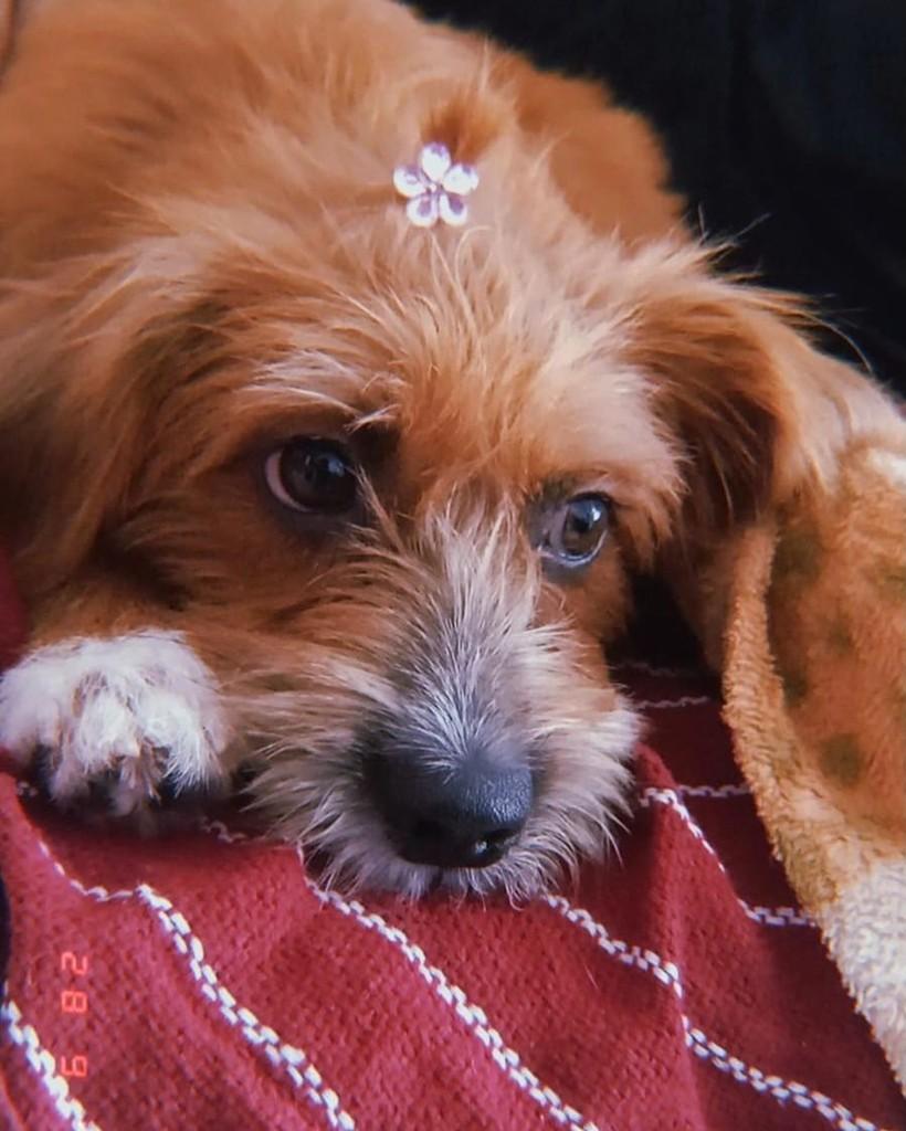 Funy, cachorro de porte médio para adoção em Salvador - BA