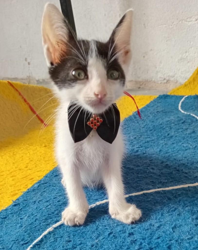 Gravatinha, gato de porte pequeno para adoção em Salvador - BA