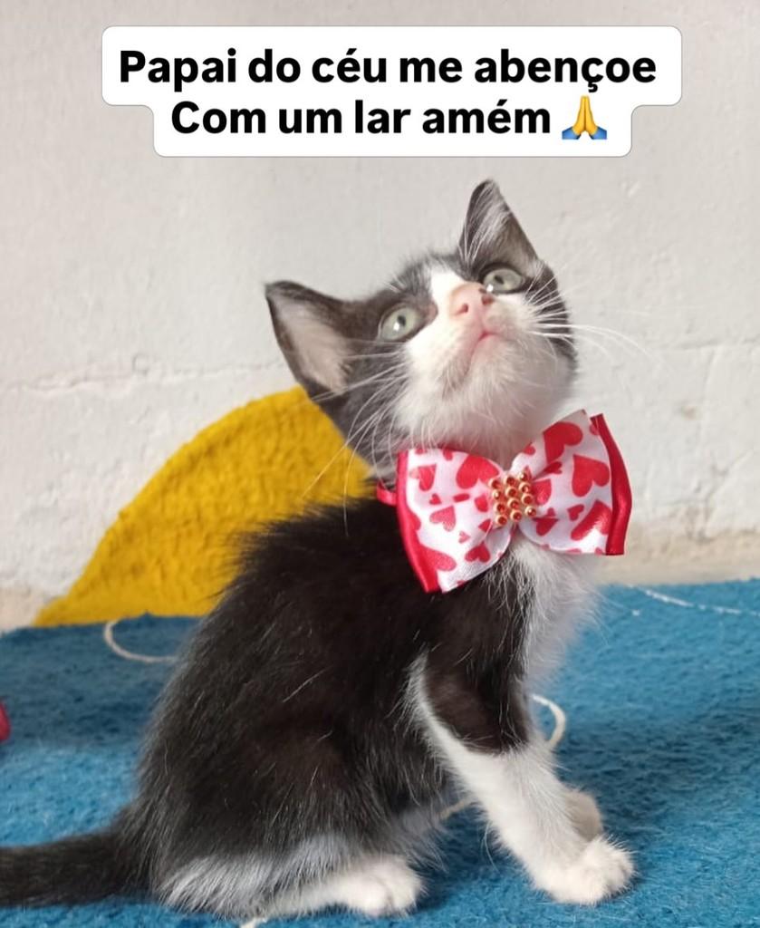 Franjinha, gato para adoção em Salvador - BA