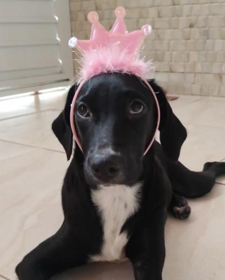 Pérola Negra, cachorro de porte médio para adoção em Salvador - BA