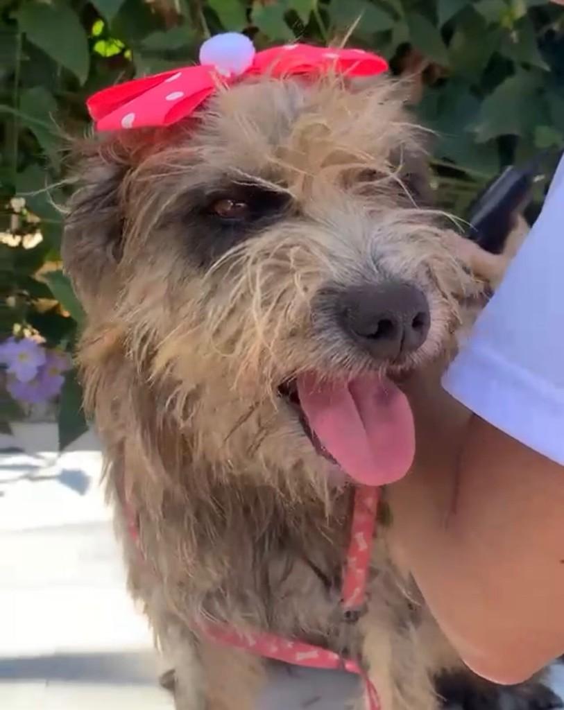 Sophia, cachorro de porte médio para adoção em Salvador - BA