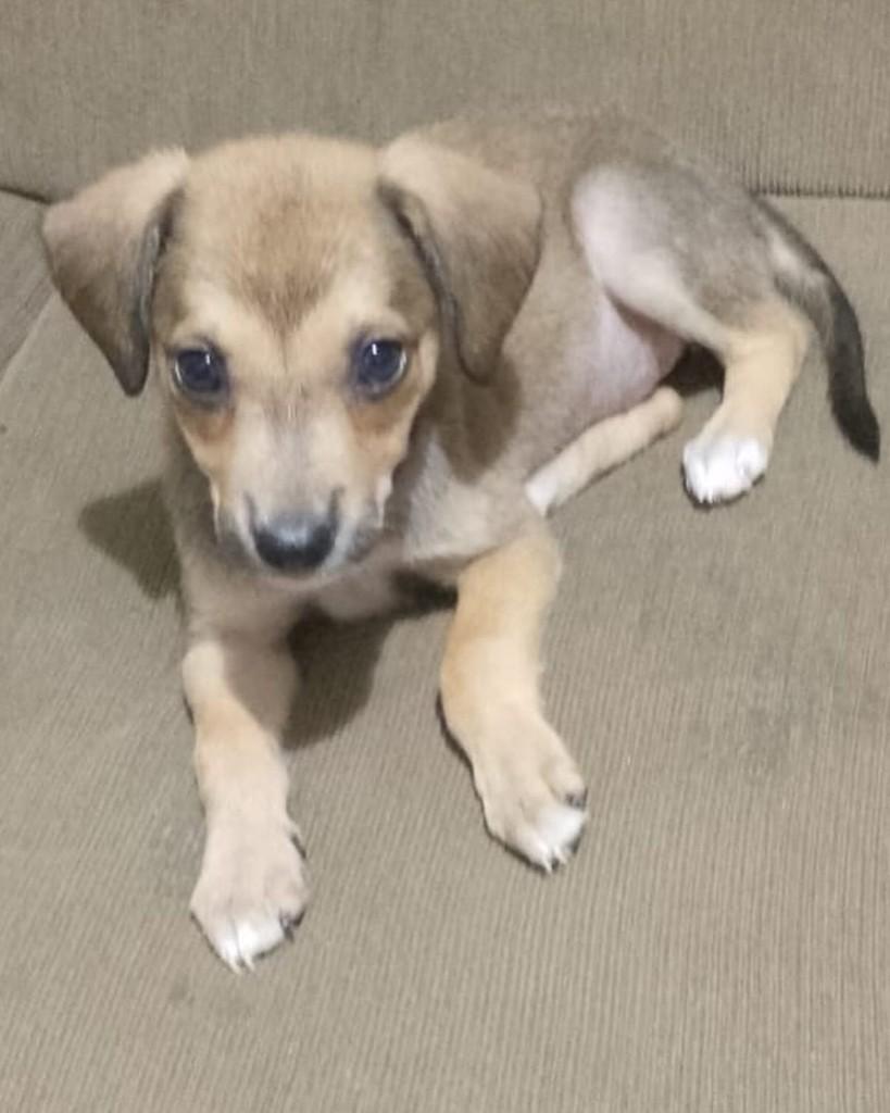 Vivi, cachorro de porte pequeno para adoção em Salvador - BA